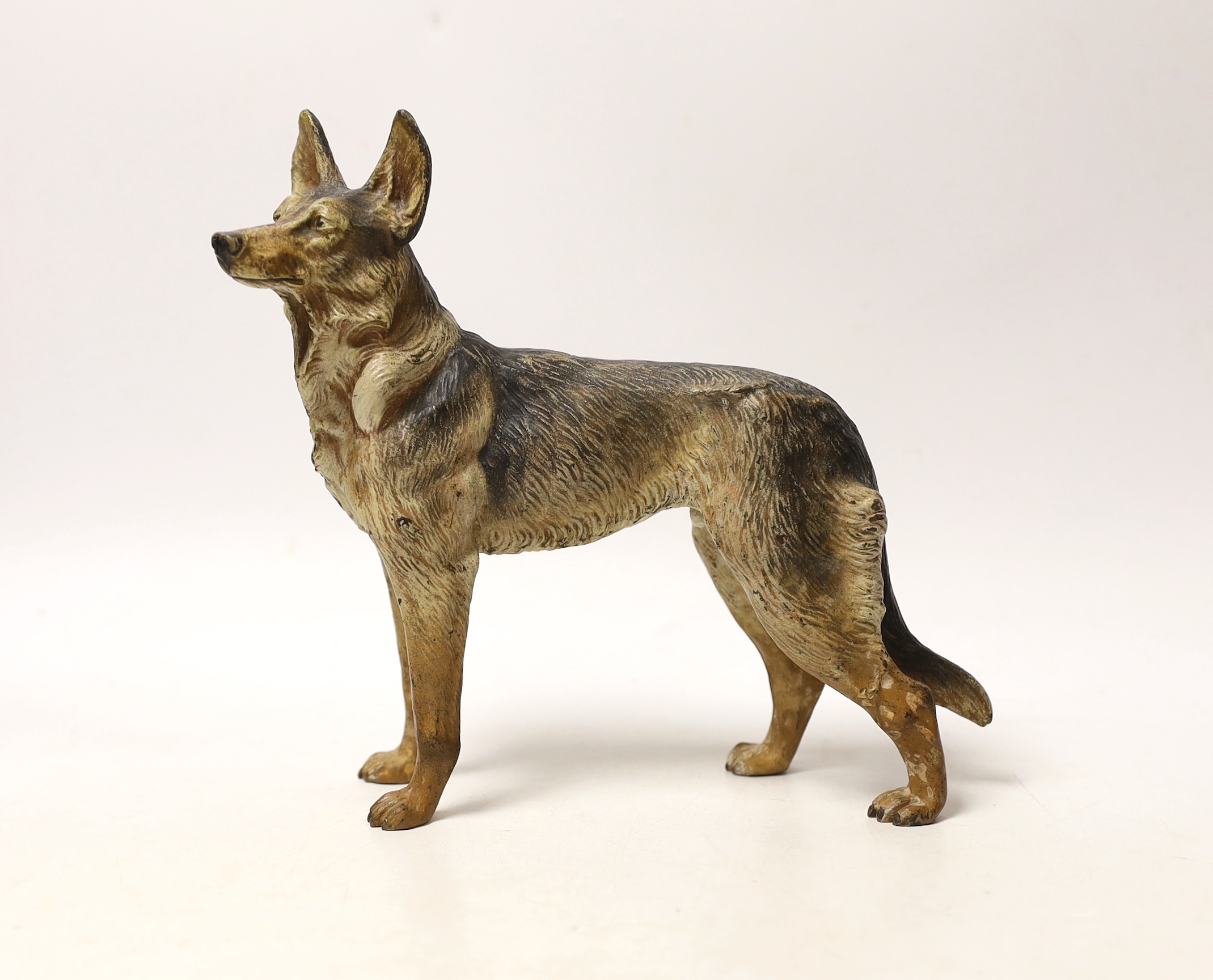 An Austrian cold painted bronze of an Alsatian, given at Crufts in 1965 to the trainer/owner of Fenton the winner of the competition, (together with photos of the competition and Fenton etc), 17cm wide